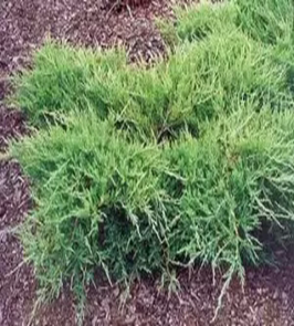    Juniperus media Pfitzeriana